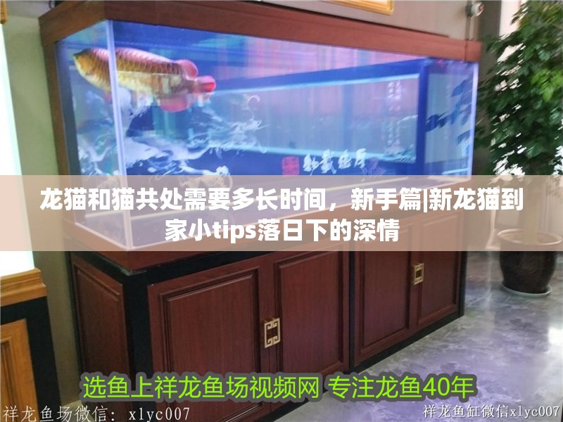 龍貓和貓共處需要多長時間，新手篇|新龍貓到家小tips落日下的深情