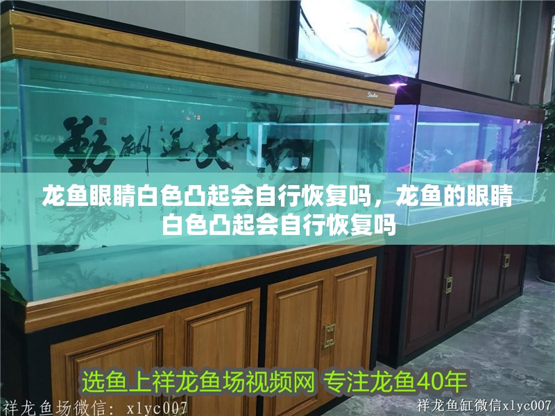 龍魚眼睛白色凸起會(huì)自行恢復(fù)嗎，龍魚的眼睛白色凸起會(huì)自行恢復(fù)嗎