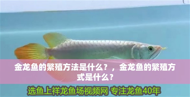 金龍魚的繁殖方法是什么？，金龍魚的繁殖方式是什么？