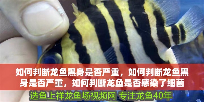 如何判斷龍魚黑身是否嚴重，如何判斷龍魚黑身是否嚴重，如何判斷龍魚是否感染了細菌