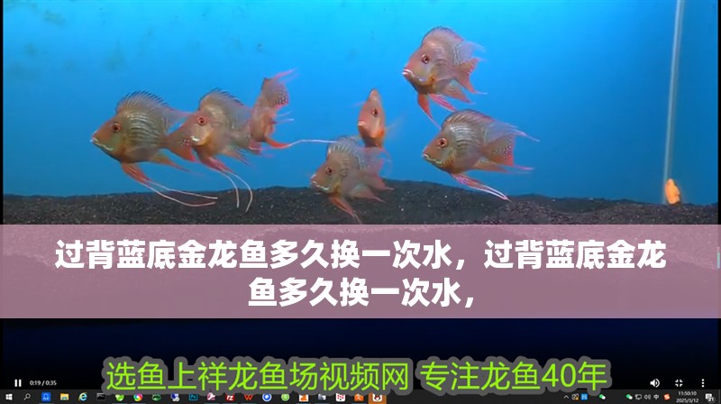 過背藍(lán)底金龍魚多久換一次水，過背藍(lán)底金龍魚多久換一次水，
