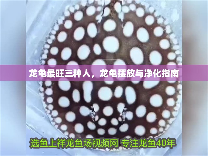 龍龜最旺三種人，龍龜擺放與凈化指南