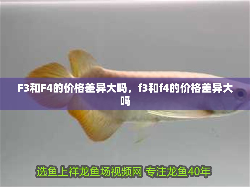 F3和F4的價(jià)格差異大嗎，f3和f4的價(jià)格差異大嗎
