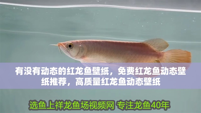 有沒有動態的紅龍魚壁紙，免費紅龍魚動態壁紙推薦，高質量紅龍魚動態壁紙