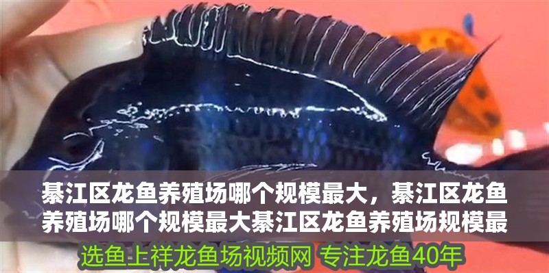 綦江區龍魚養殖場哪個規模最大，綦江區龍魚養殖場哪個規模最大綦江區龍魚養殖場規模最大