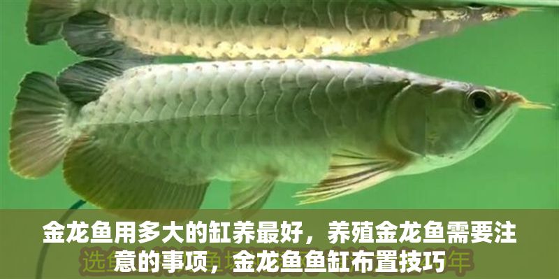 金龍魚用多大的缸養最好，養殖金龍魚需要注意的事項，金龍魚魚缸布置技巧