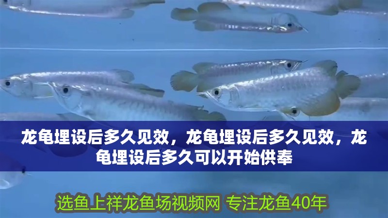 龍龜埋設后多久見效，龍龜埋設后多久見效，龍龜埋設后多久可以開始供奉