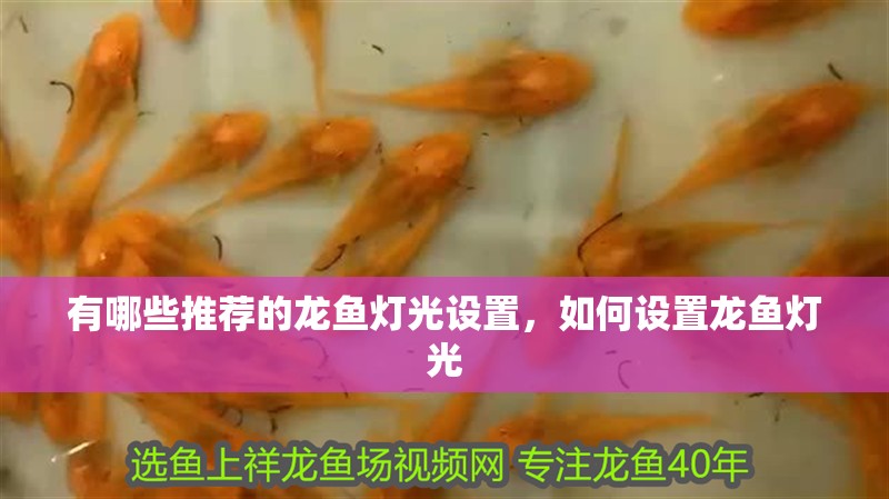 有哪些推薦的龍魚燈光設(shè)置，如何設(shè)置龍魚燈光