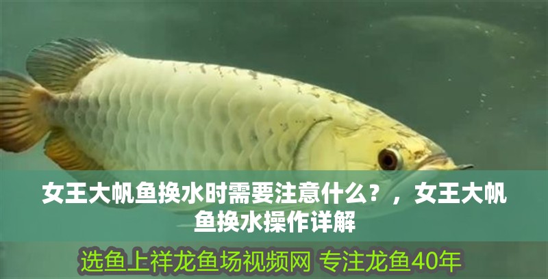 女王大帆魚換水時(shí)需要注意什么？，女王大帆魚換水操作詳解