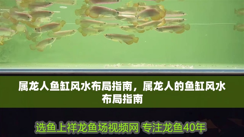 屬龍人魚缸風水布局指南，屬龍人的魚缸風水布局指南