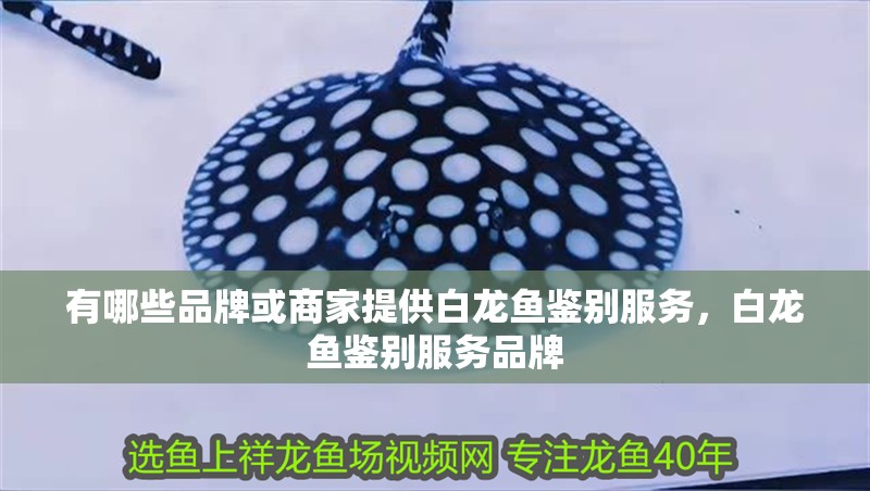 有哪些品牌或商家提供白龍魚鑒別服務，白龍魚鑒別服務品牌