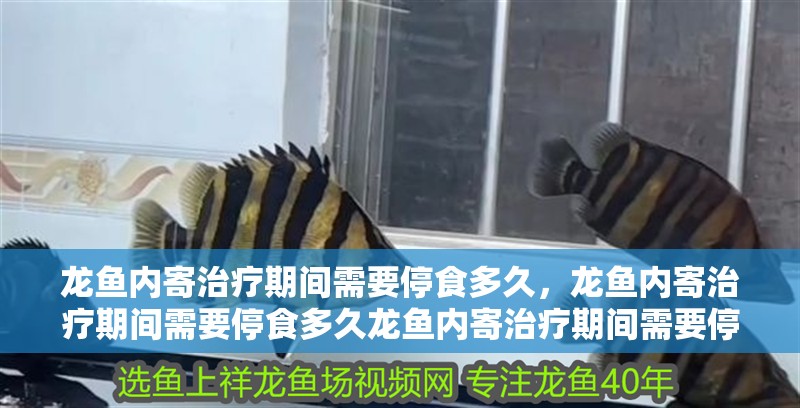 龍魚內寄治療期間需要停食多久，龍魚內寄治療期間需要停食多久龍魚內寄治療期間需要停食多久