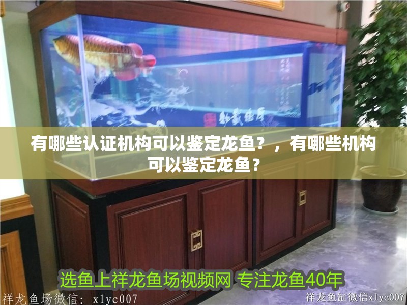 有哪些認證機構可以鑒定龍魚？，有哪些機構可以鑒定龍魚？