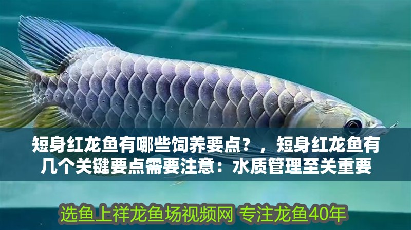 短身紅龍魚有哪些飼養要點？，短身紅龍魚有幾個關鍵要點需要注意：水質管理至關重要