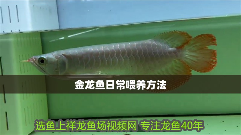 金龍魚日常喂養(yǎng)方法