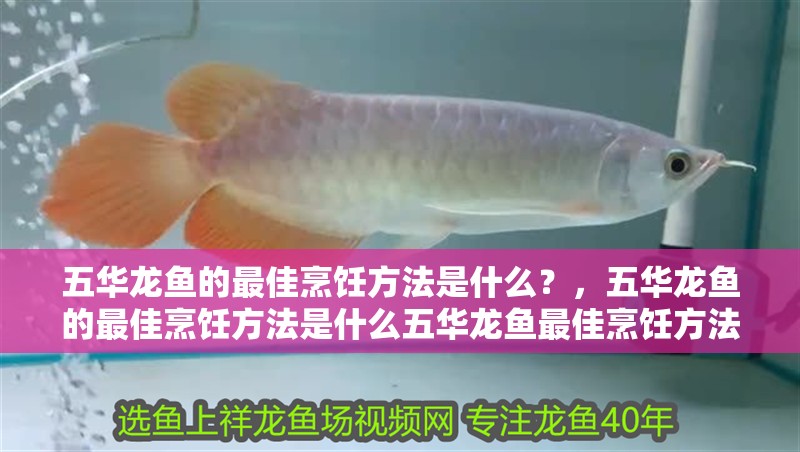 五華龍魚的最佳烹飪方法是什么？，五華龍魚的最佳烹飪方法是什么五華龍魚最佳烹飪方法是什么