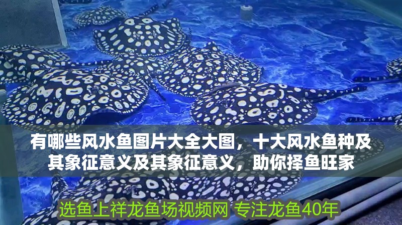有哪些風水魚圖片大全大圖，十大風水魚種及其象征意義及其象征意義，助你擇魚旺家