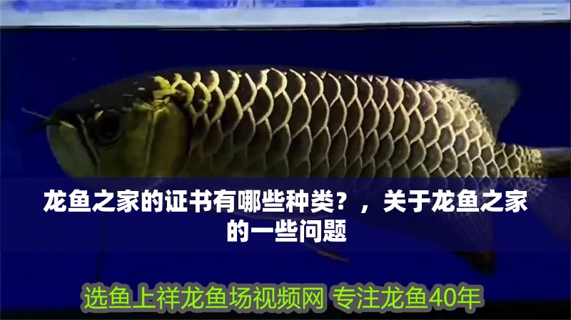 龍魚之家的證書有哪些種類？，關于龍魚之家的一些問題