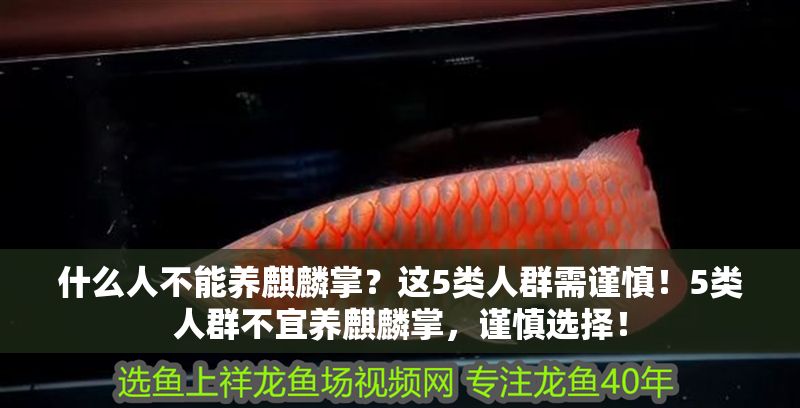 什么人不能養(yǎng)麒麟掌？這5類人群需謹(jǐn)慎！5類人群不宜養(yǎng)麒麟掌，謹(jǐn)慎選擇！