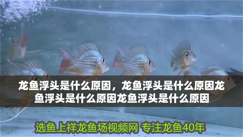 龍魚浮頭是什么原因，龍魚浮頭是什么原因龍魚浮頭是什么原因龍魚浮頭是什么原因