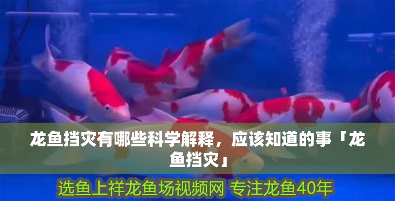 龍魚擋災(zāi)有哪些科學(xué)解釋，應(yīng)該知道的事「龍魚擋災(zāi)」