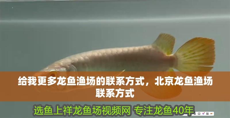 給我更多龍魚漁場的聯(lián)系方式，北京龍魚漁場聯(lián)系方式