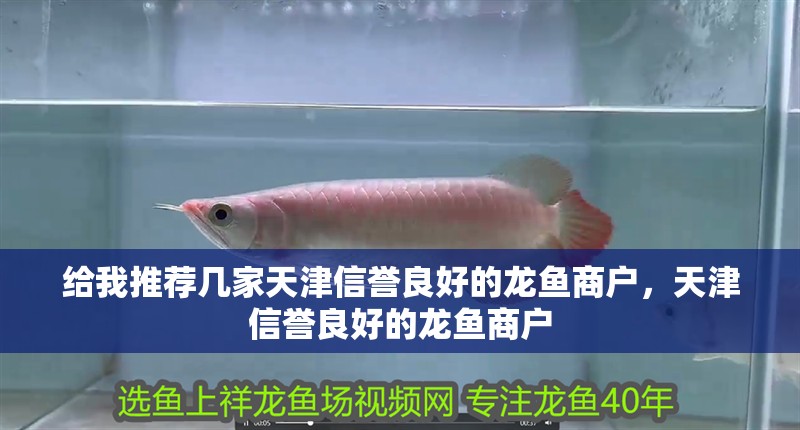 給我推薦幾家天津信譽良好的龍魚商戶，天津信譽良好的龍魚商戶