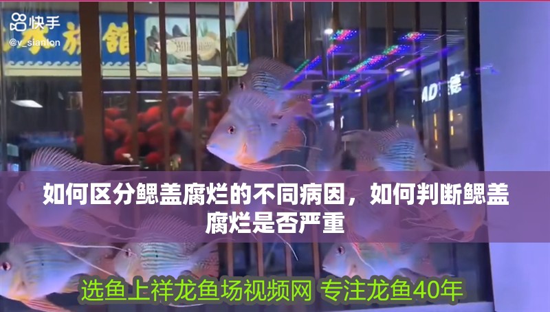 如何區(qū)分鰓蓋腐爛的不同病因，如何判斷鰓蓋腐爛是否嚴重
