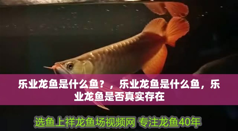 樂業龍魚是什么魚？，樂業龍魚是什么魚，樂業龍魚是否真實存在