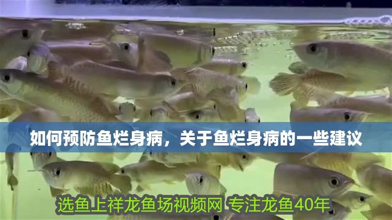 如何預(yù)防魚爛身病，關(guān)于魚爛身病的一些建議