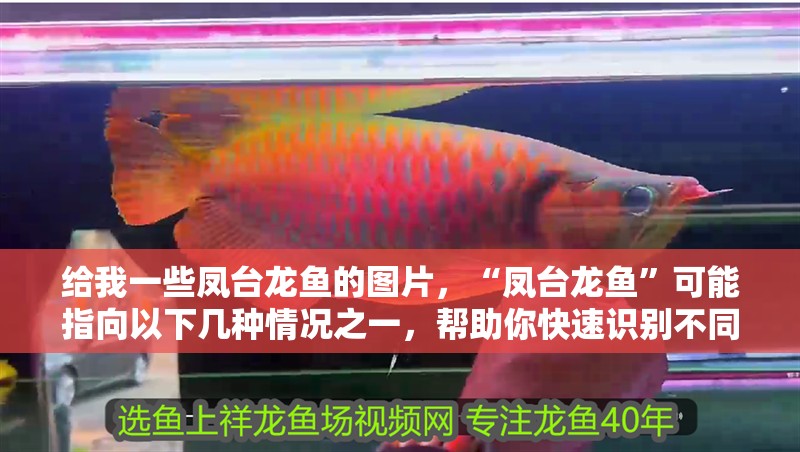 給我一些鳳臺(tái)龍魚的圖片，“鳳臺(tái)龍魚”可能指向以下幾種情況之一，幫助你快速識(shí)別不同類型的龍魚