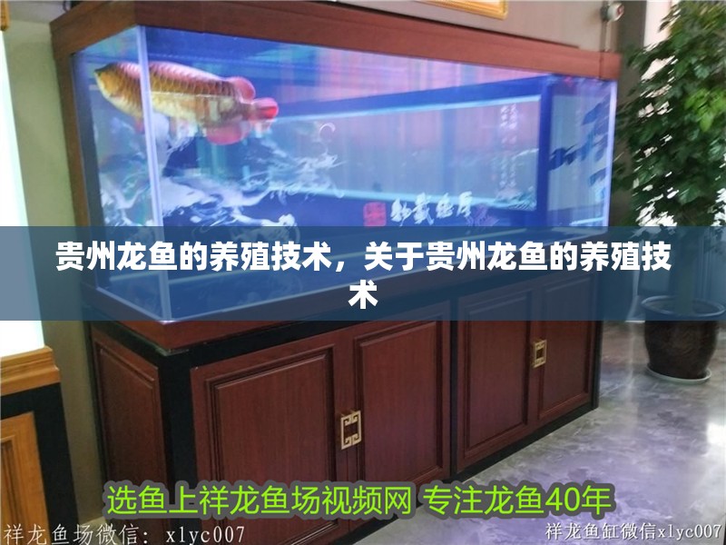貴州龍魚的養殖技術，關于貴州龍魚的養殖技術
