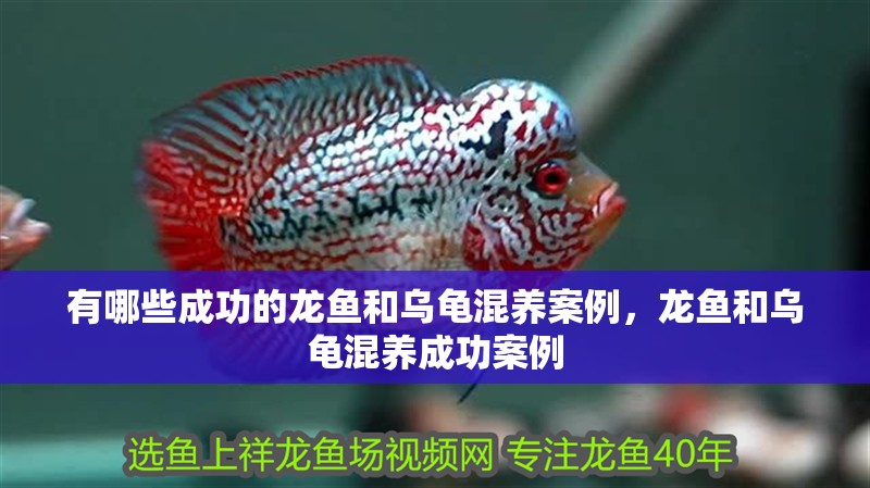 有哪些成功的龍魚和烏龜混養案例，龍魚和烏龜混養成功案例
