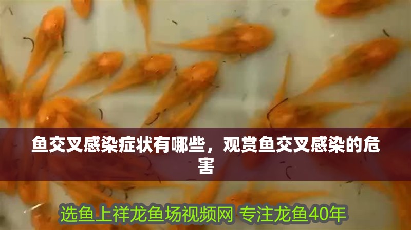 魚交叉感染癥狀有哪些，觀賞魚交叉感染的危害
