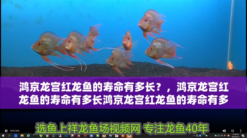 鴻京龍宮紅龍魚的壽命有多長？，鴻京龍宮紅龍魚的壽命有多長鴻京龍宮紅龍魚的壽命有多長