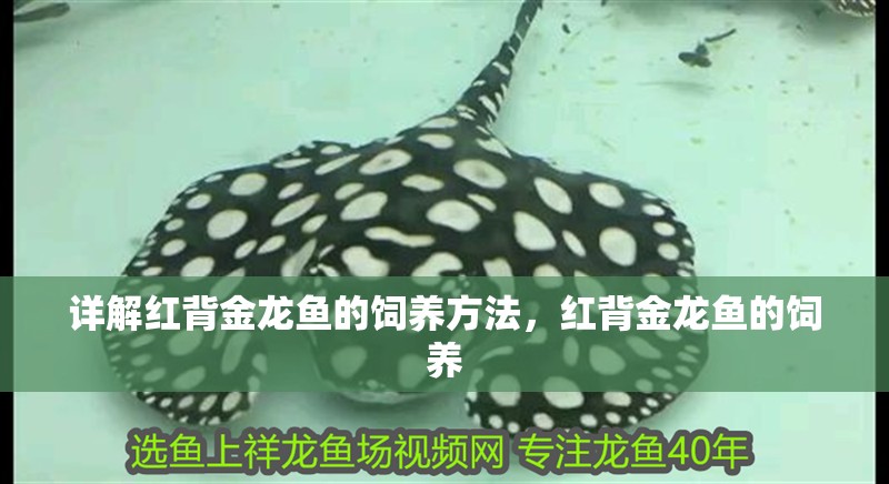 詳解紅背金龍魚的飼養方法，紅背金龍魚的飼養