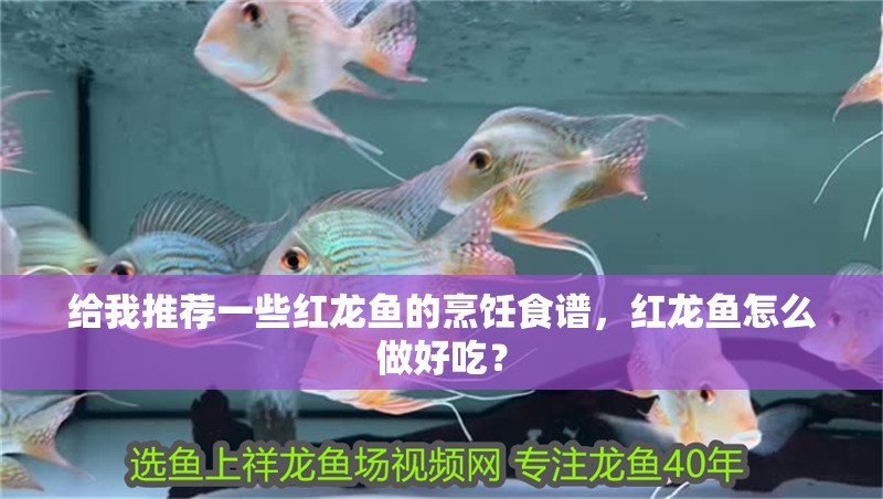 給我推薦一些紅龍魚的烹飪食譜，紅龍魚怎么做好吃？