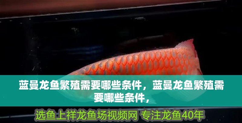 藍曼龍魚繁殖需要哪些條件，藍曼龍魚繁殖需要哪些條件，