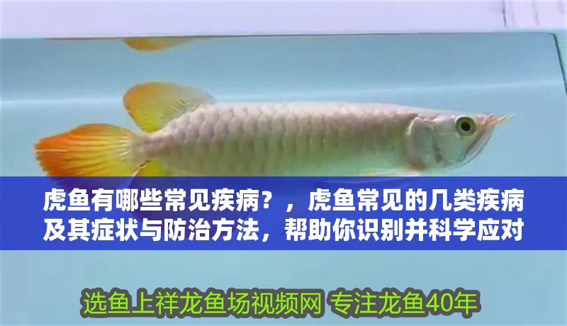 虎魚有哪些常見疾??？，虎魚常見的幾類疾病及其癥狀與防治方法，幫助你識別并科學應對