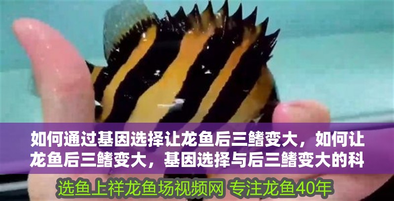 如何通過基因選擇讓龍魚后三鰭變大，如何讓龍魚后三鰭變大，基因選擇與后三鰭變大的科普主題