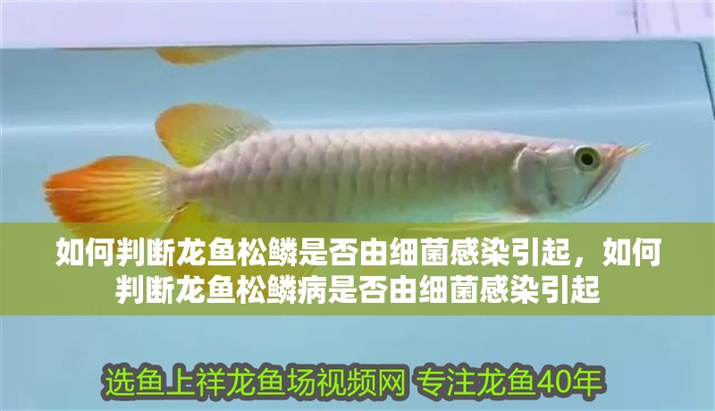如何判斷龍魚松鱗是否由細菌感染引起，如何判斷龍魚松鱗病是否由細菌感染引起