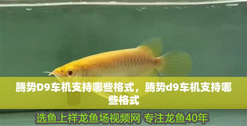 騰勢(shì)D9車(chē)機(jī)支持哪些格式，騰勢(shì)d9車(chē)機(jī)支持哪些格式
