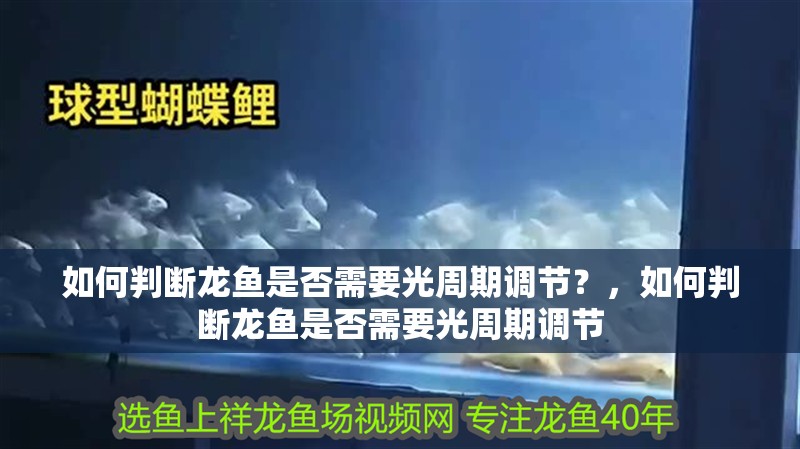 如何判斷龍魚是否需要光周期調節？，如何判斷龍魚是否需要光周期調節