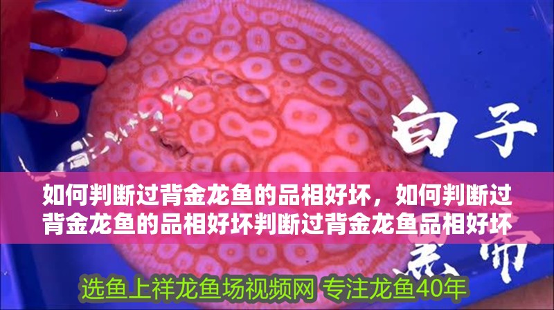 如何判斷過背金龍魚的品相好壞，如何判斷過背金龍魚的品相好壞判斷過背金龍魚品相好壞
