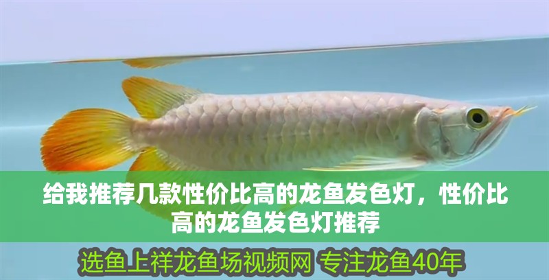 給我推薦幾款性價比高的龍魚發色燈，性價比高的龍魚發色燈推薦