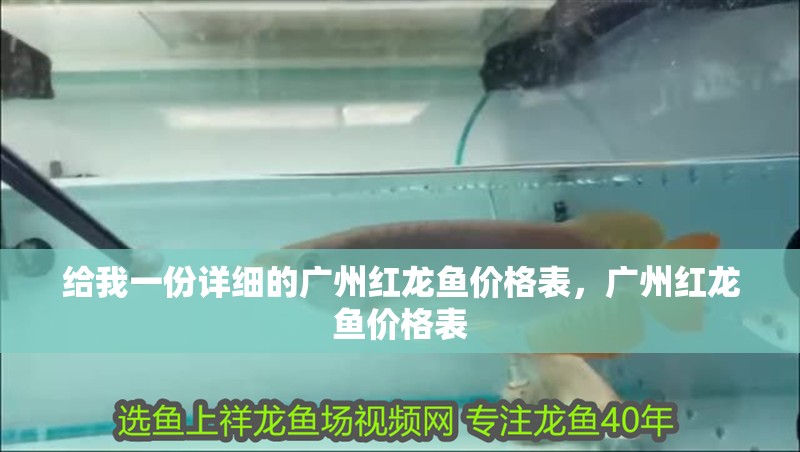 給我一份詳細的廣州紅龍魚價格表，廣州紅龍魚價格表