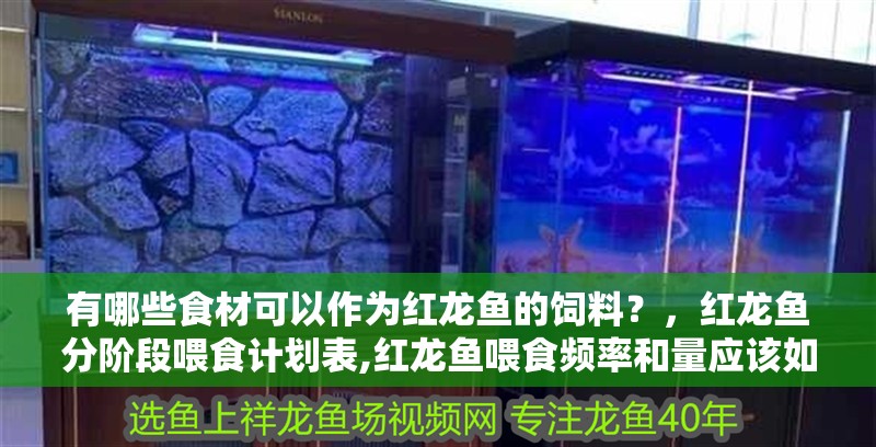 有哪些食材可以作為紅龍魚的飼料？，紅龍魚分階段喂食計劃表,紅龍魚喂食頻率和量應(yīng)該如何控制