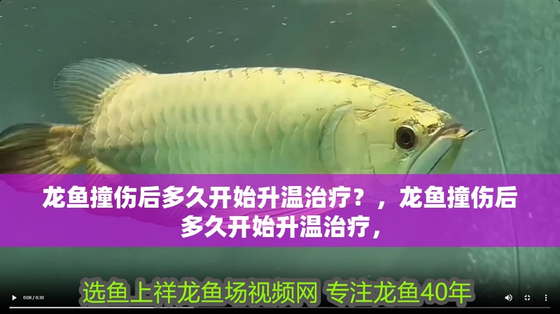 龍魚撞傷后多久開始升溫治療？，龍魚撞傷后多久開始升溫治療，