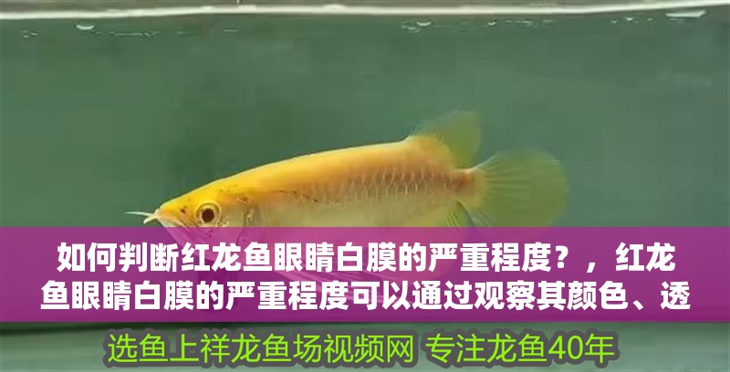 如何判斷紅龍魚眼睛白膜的嚴重程度？，紅龍魚眼睛白膜的嚴重程度可以通過觀察其顏色、透明度和是否影響正常活動來判斷