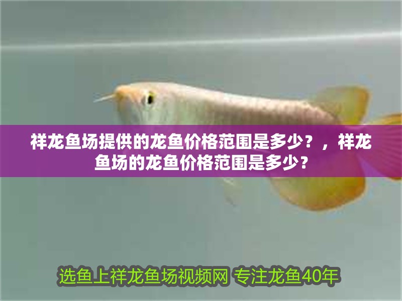 祥龍魚場提供的龍魚價格范圍是多少？，祥龍魚場的龍魚價格范圍是多少？